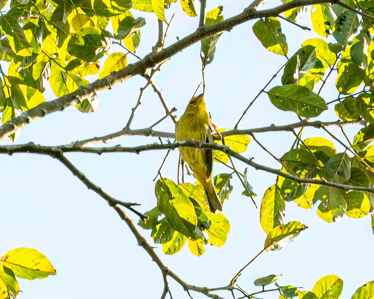 passerine sp. - ML646001736