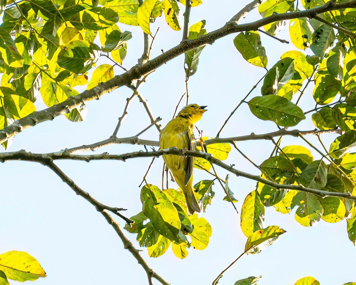 passerine sp. - ML646001737