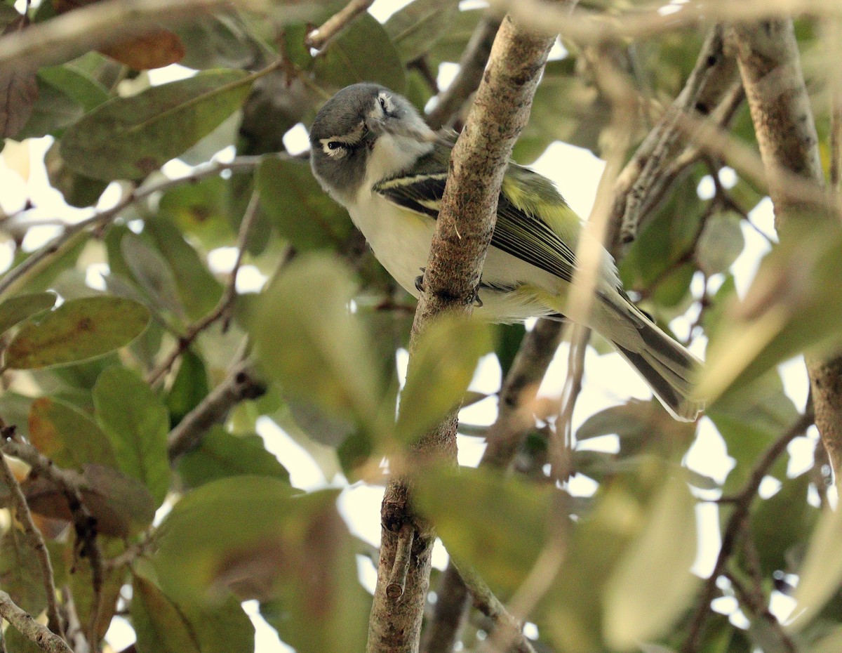 Blue-headed Vireo - ML646001738