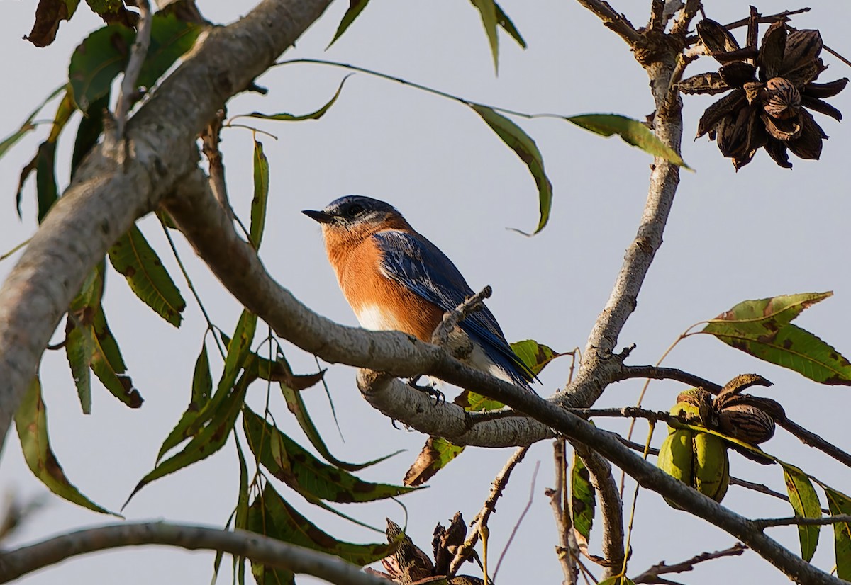 Eastern Bluebird - ML646001739