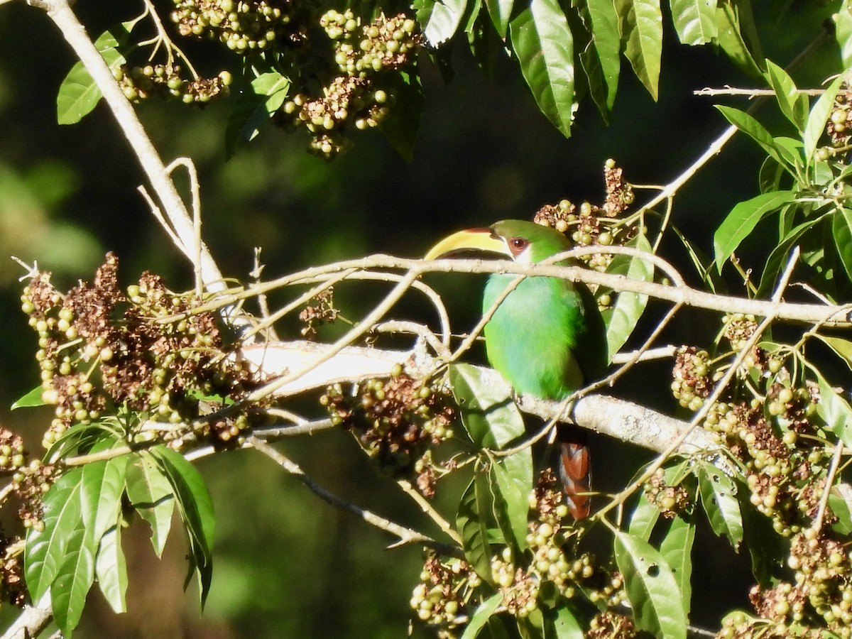 Northern Emerald-Toucanet - ML646001742