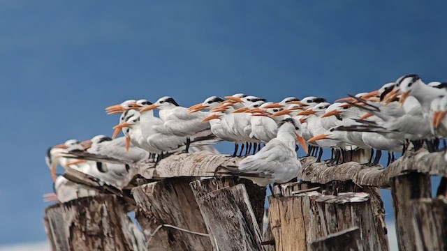 Royal Tern - ML646001752