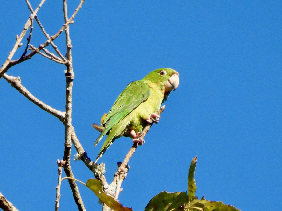 Pacific Parakeet - ML646001754