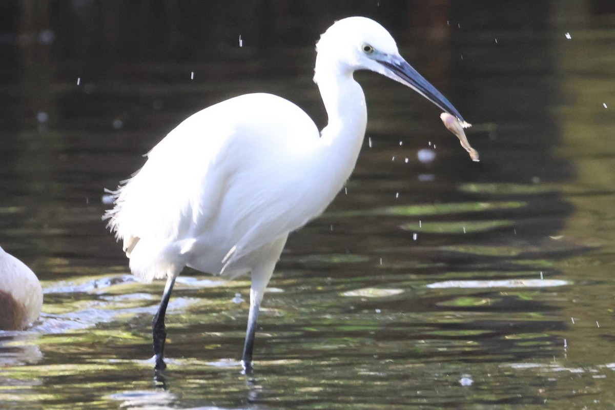 volavka stříbřitá - ML646001755