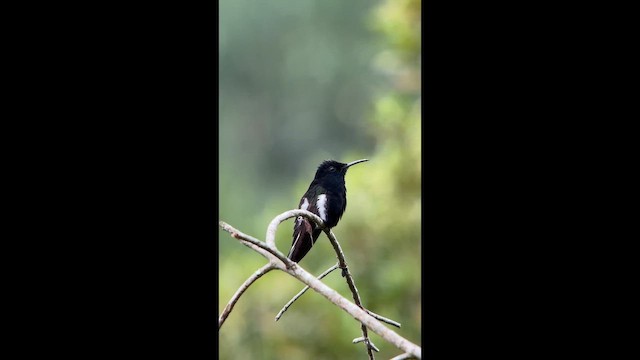 Black Jacobin - ML646001757