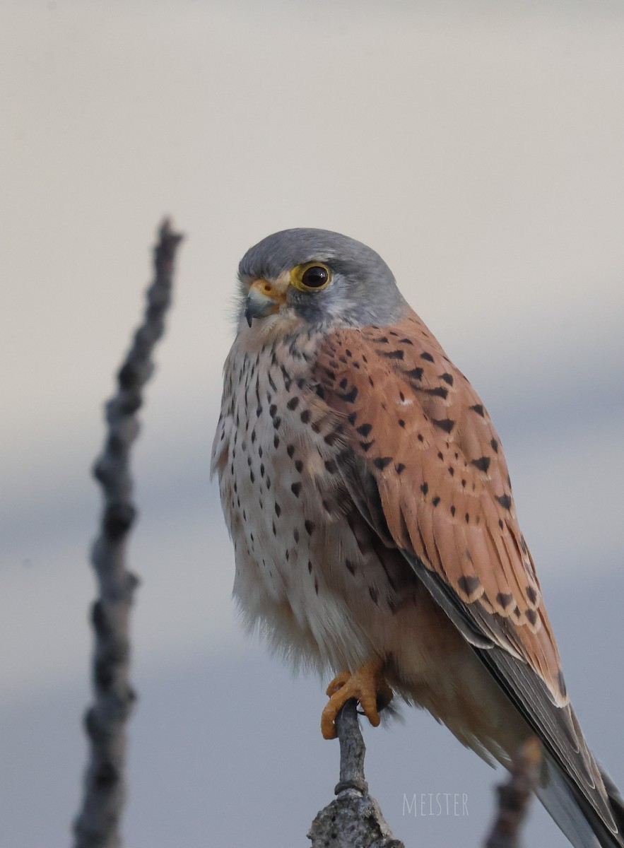Eurasian Kestrel - ML646001760
