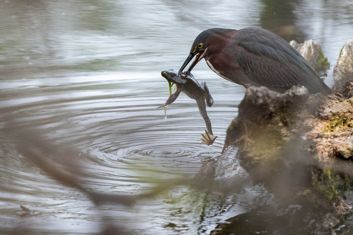 volavka zelenavá - ML646001761