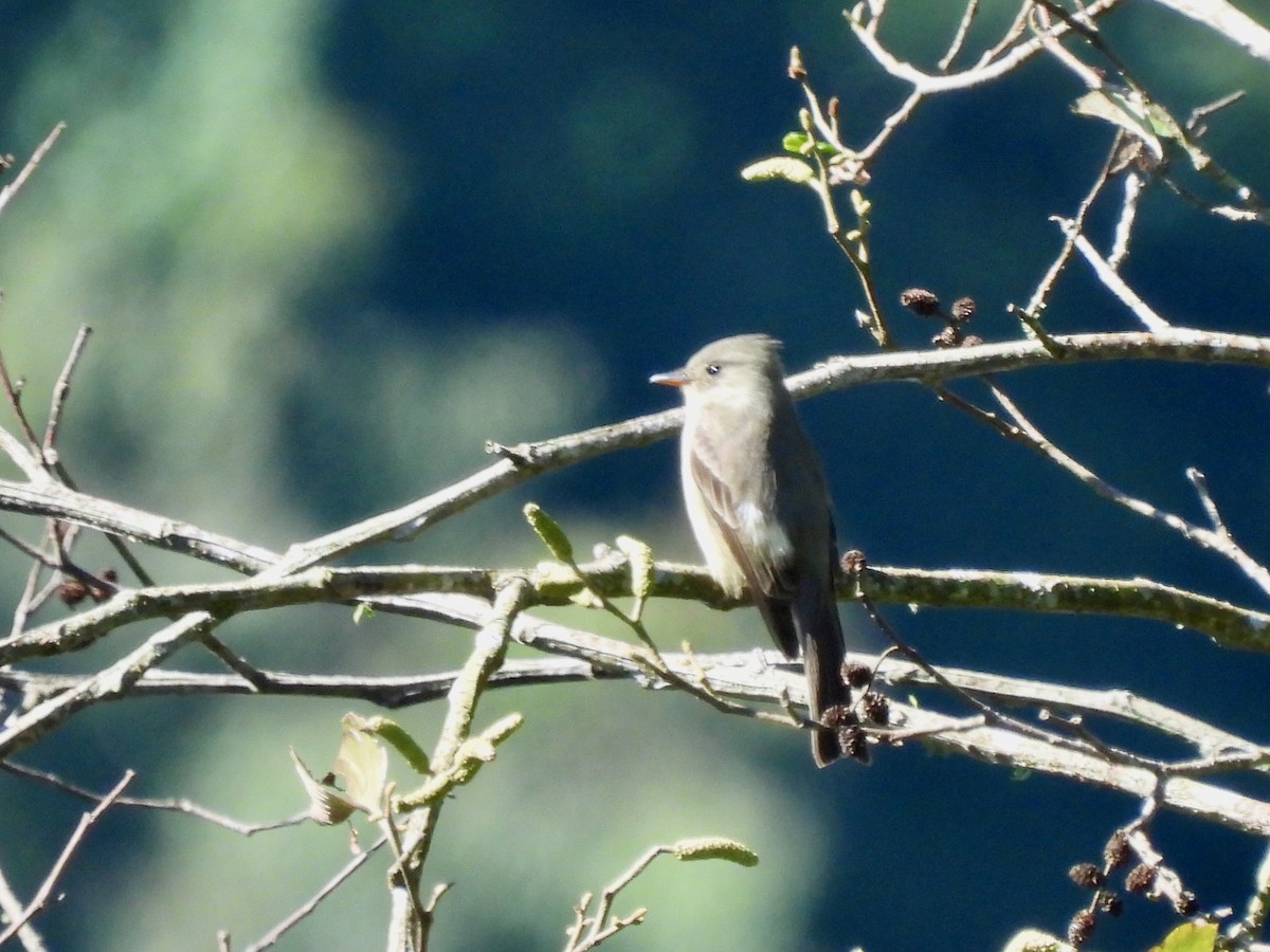 Greater Pewee - ML646001762