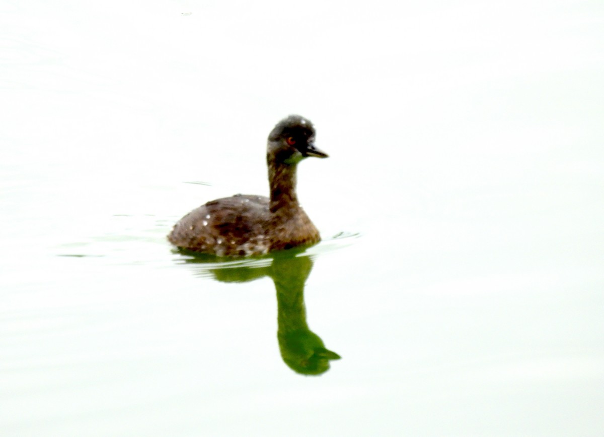 Amerika Küçük Batağanı - ML646001763