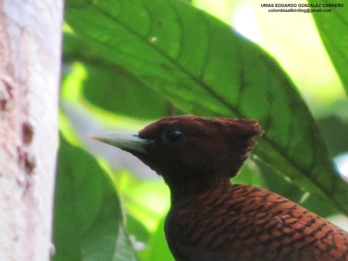 Dalgalı Ağaçkakan - ML646001771