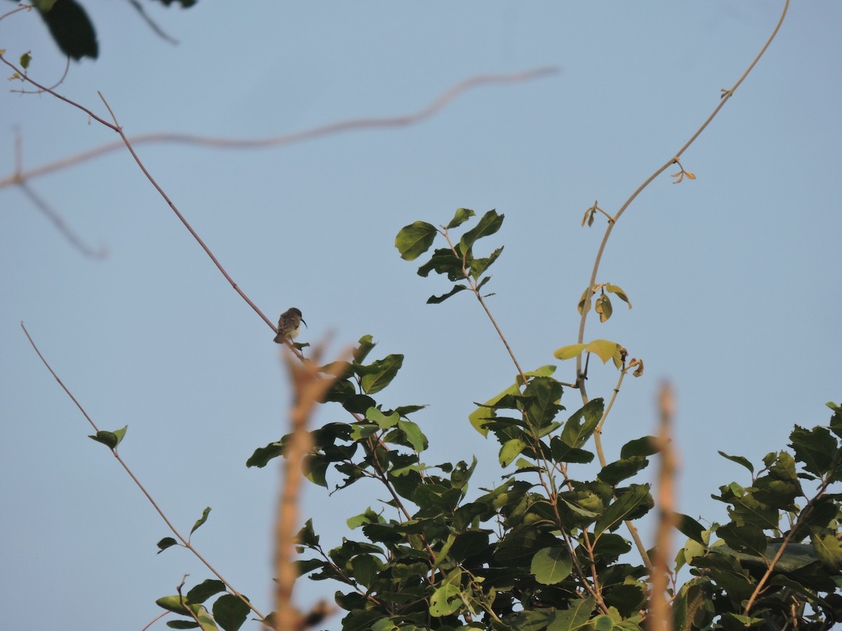 Loten's Sunbird - ML646001775