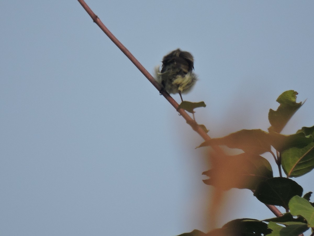 Loten's Sunbird - ML646001776