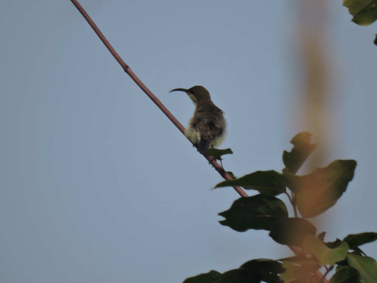 Loten's Sunbird - ML646001778