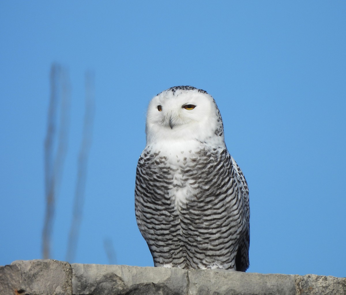 Snowy Owl - ML646001780