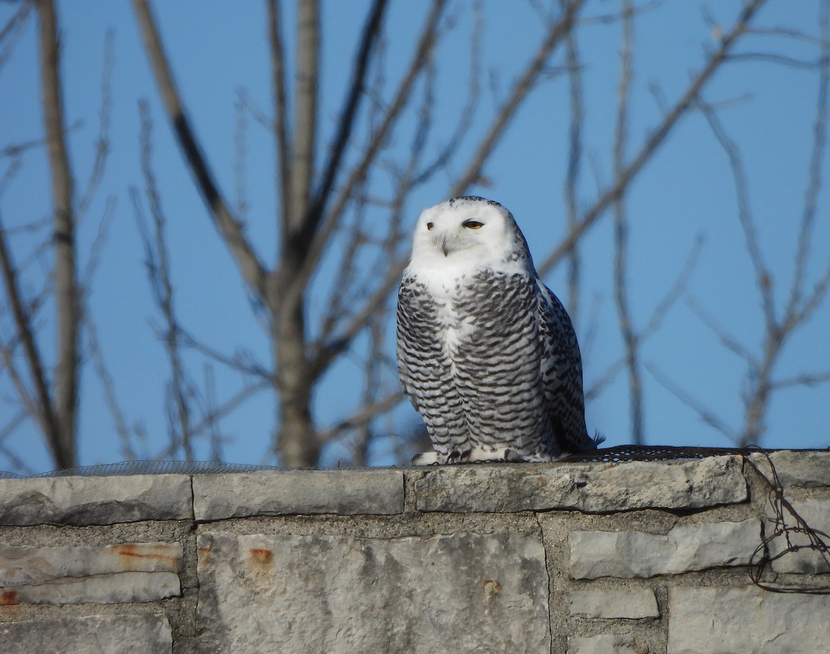 Snowy Owl - ML646001781