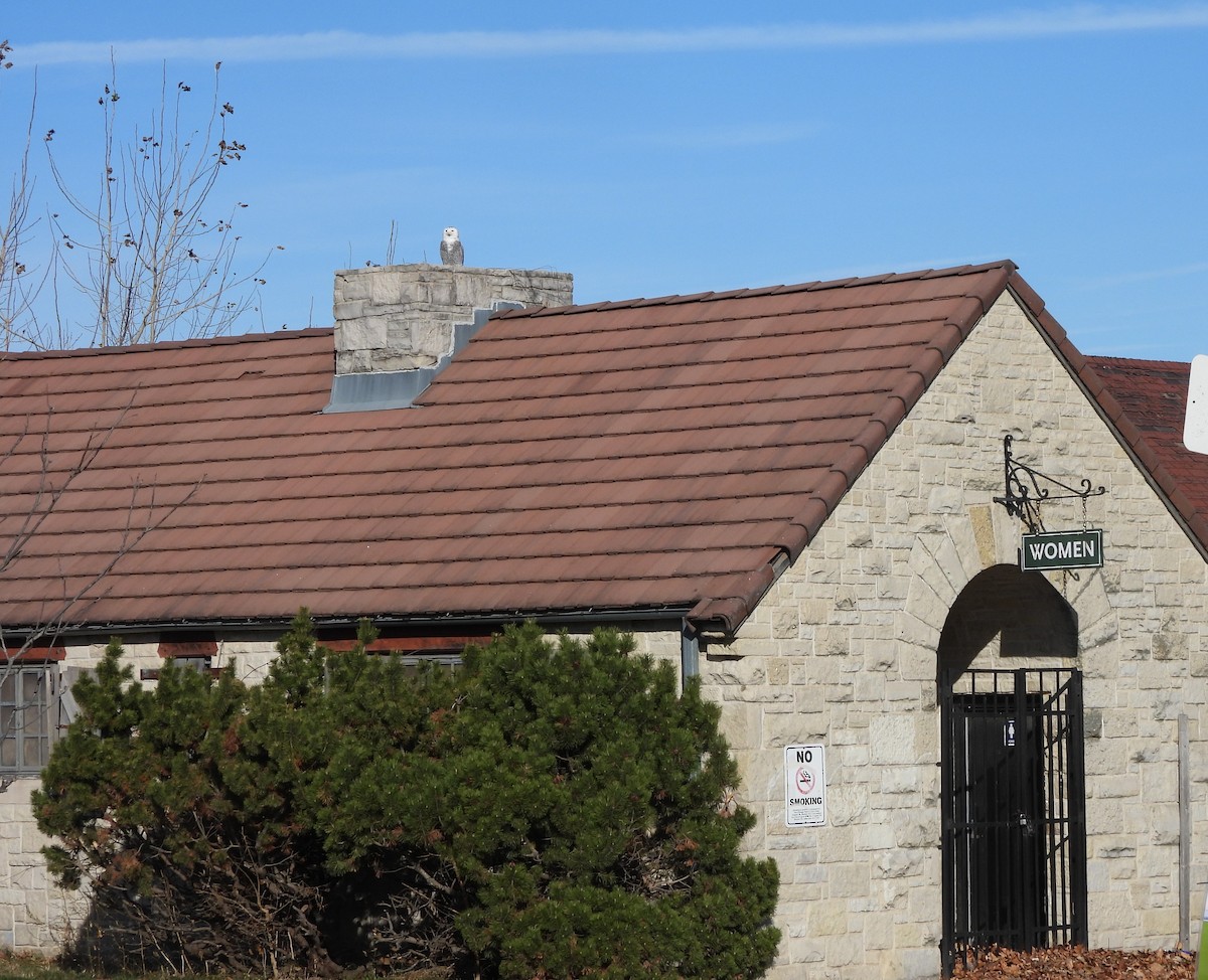 Snowy Owl - ML646001782