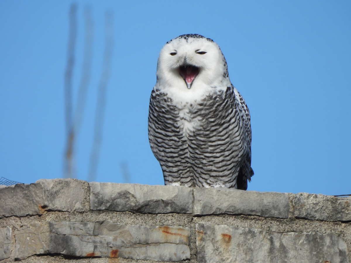 Snowy Owl - ML646001783
