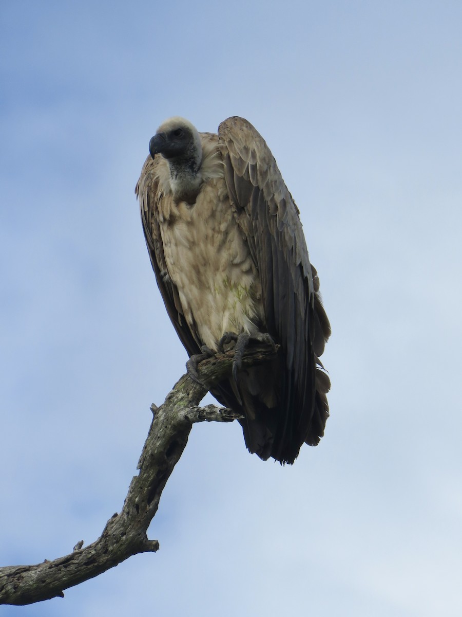 Ak Sırtlı Akbaba - ML646001784