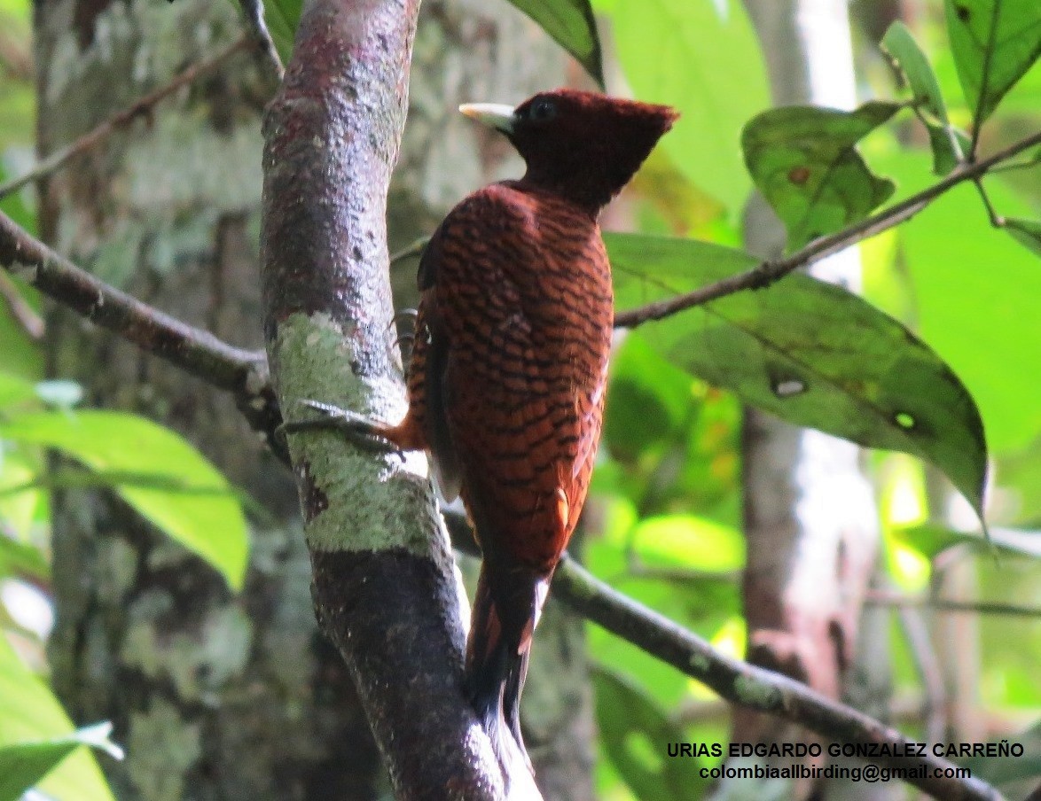 Dalgalı Ağaçkakan - ML646001786