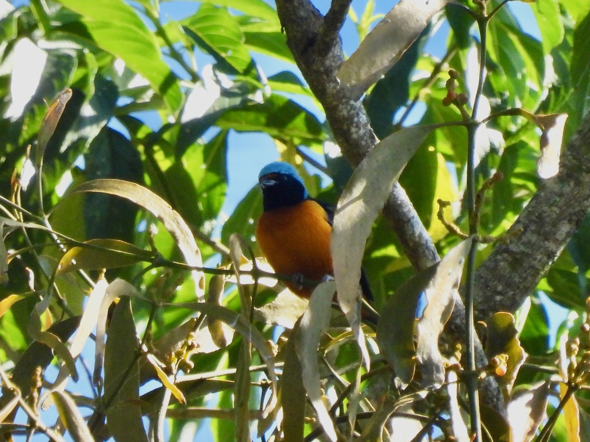 Elegant Euphonia - ML646001787