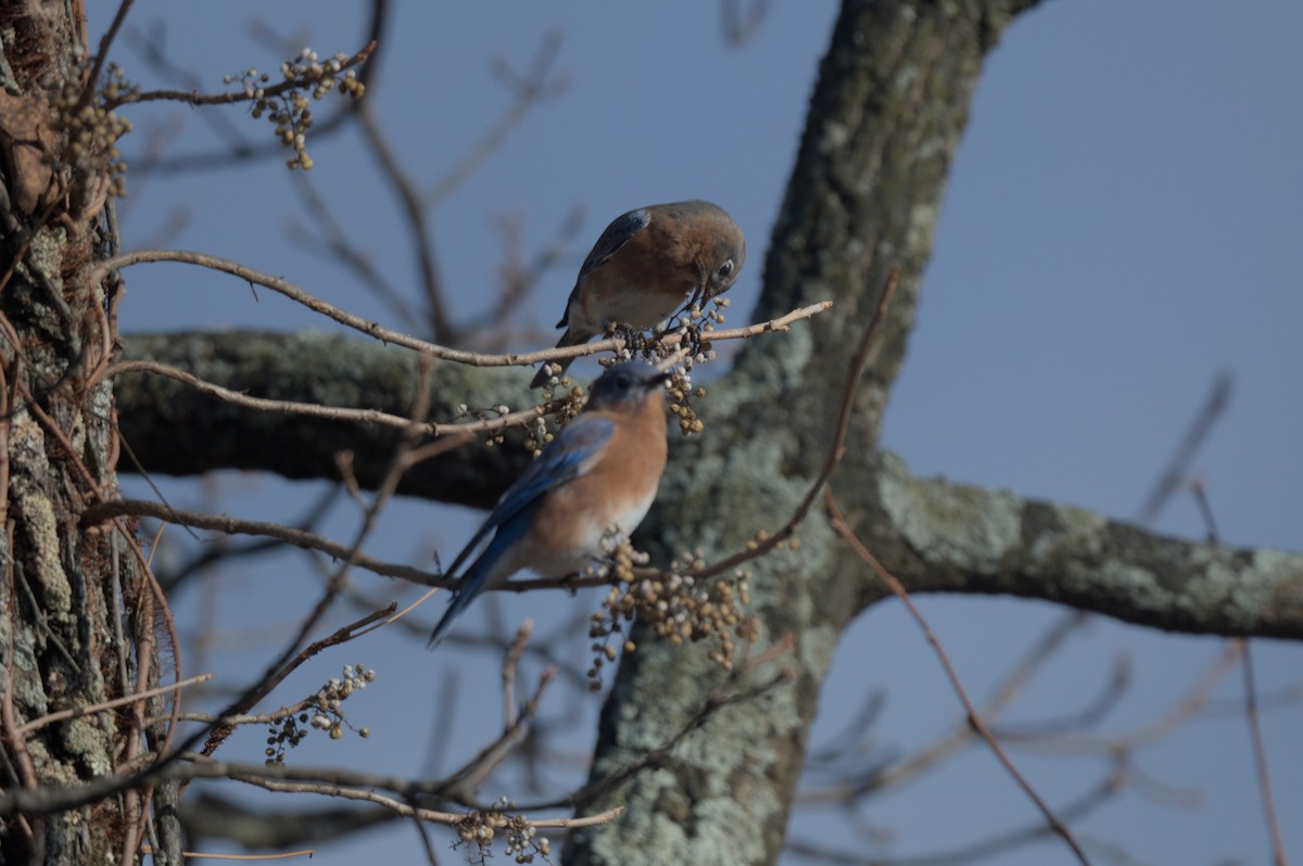 Eastern Bluebird - ML646001792
