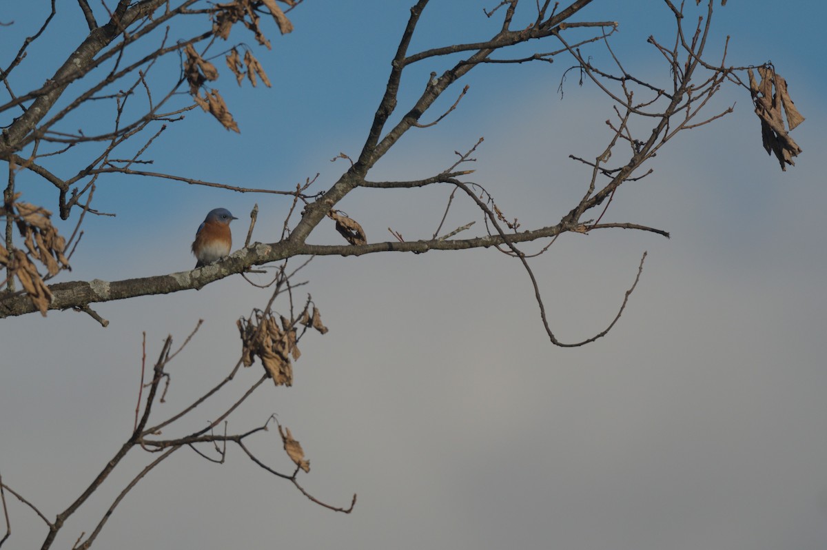 Eastern Bluebird - ML646001793