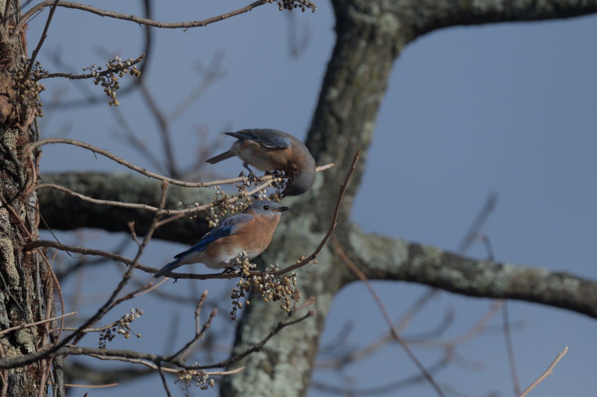 Eastern Bluebird - ML646001794