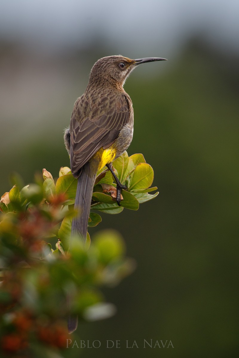 Cape Sugarbird - ML646001799