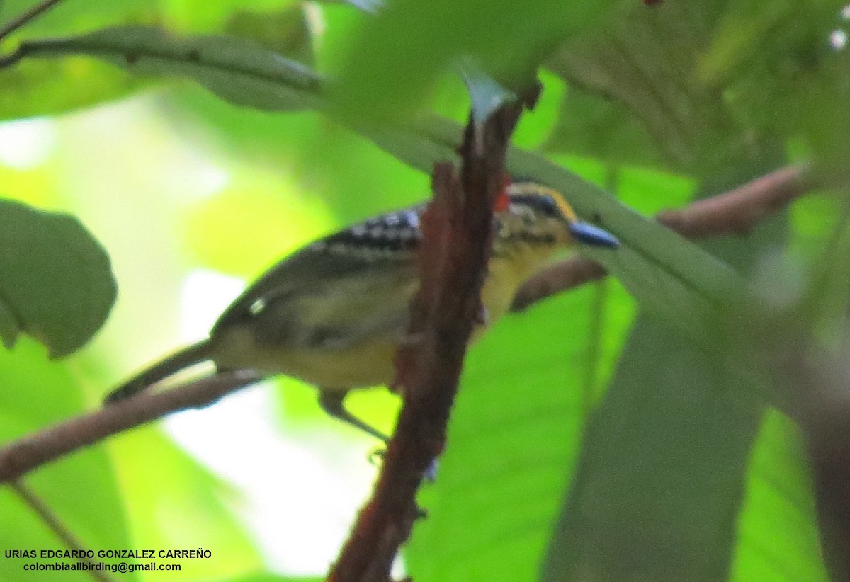 Sarı Kaşlı Karıncakuşu - ML646001803