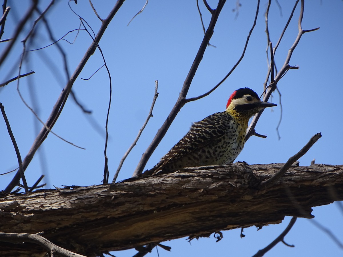 Декол плямистоволий - ML646001804