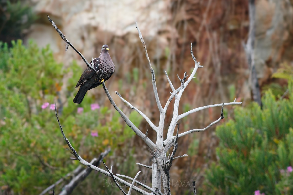 Rameron Pigeon - ML646001805