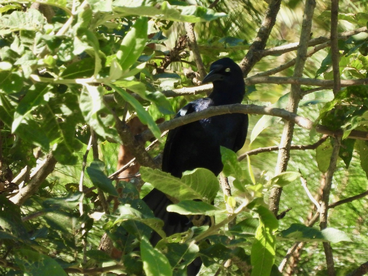 Great-tailed Grackle - ML646001806