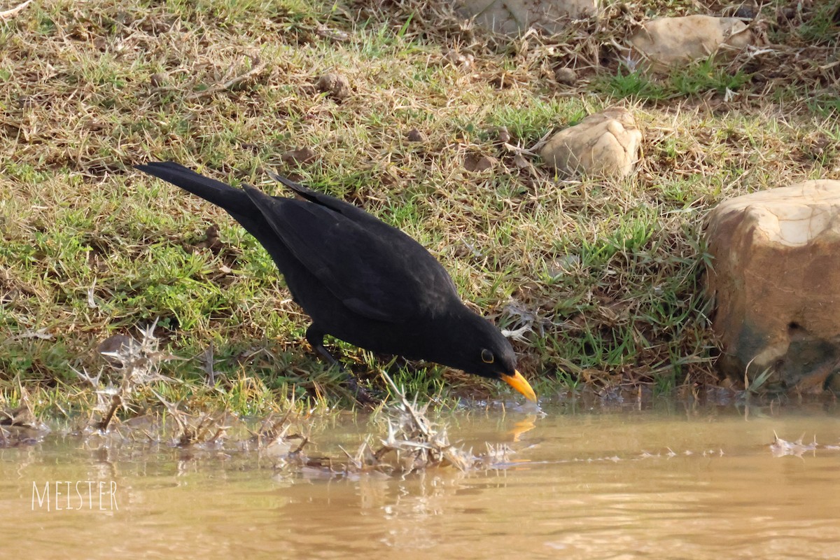 Eurasian Blackbird - ML646001810
