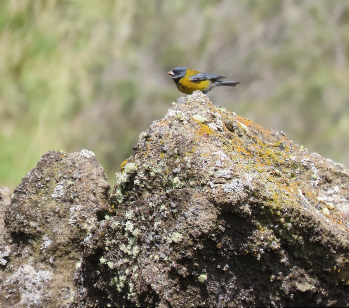 Patagonian Sierra Finch - ML646001811
