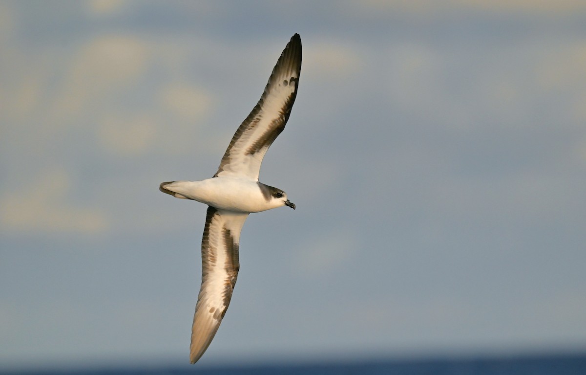 Bermuda Petrel - ML646001814