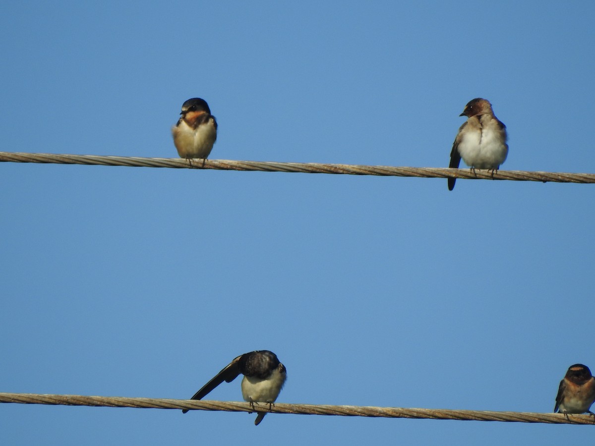 vlaštovka obecná - ML646001818