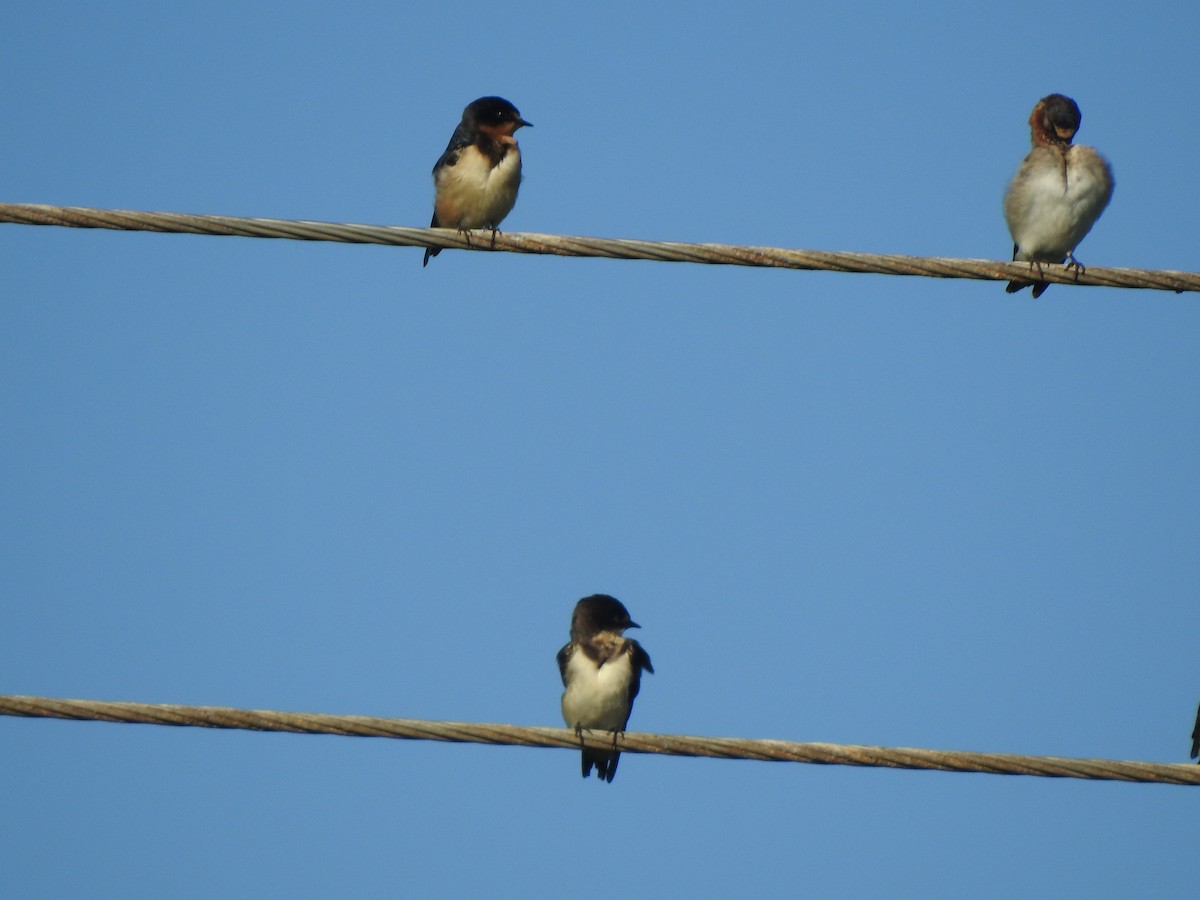 vlaštovka obecná - ML646001819