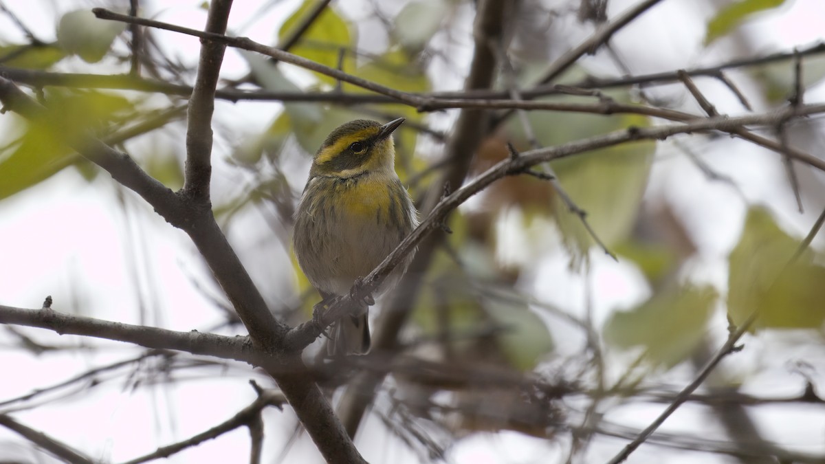Townsend's Warbler - ML646001823