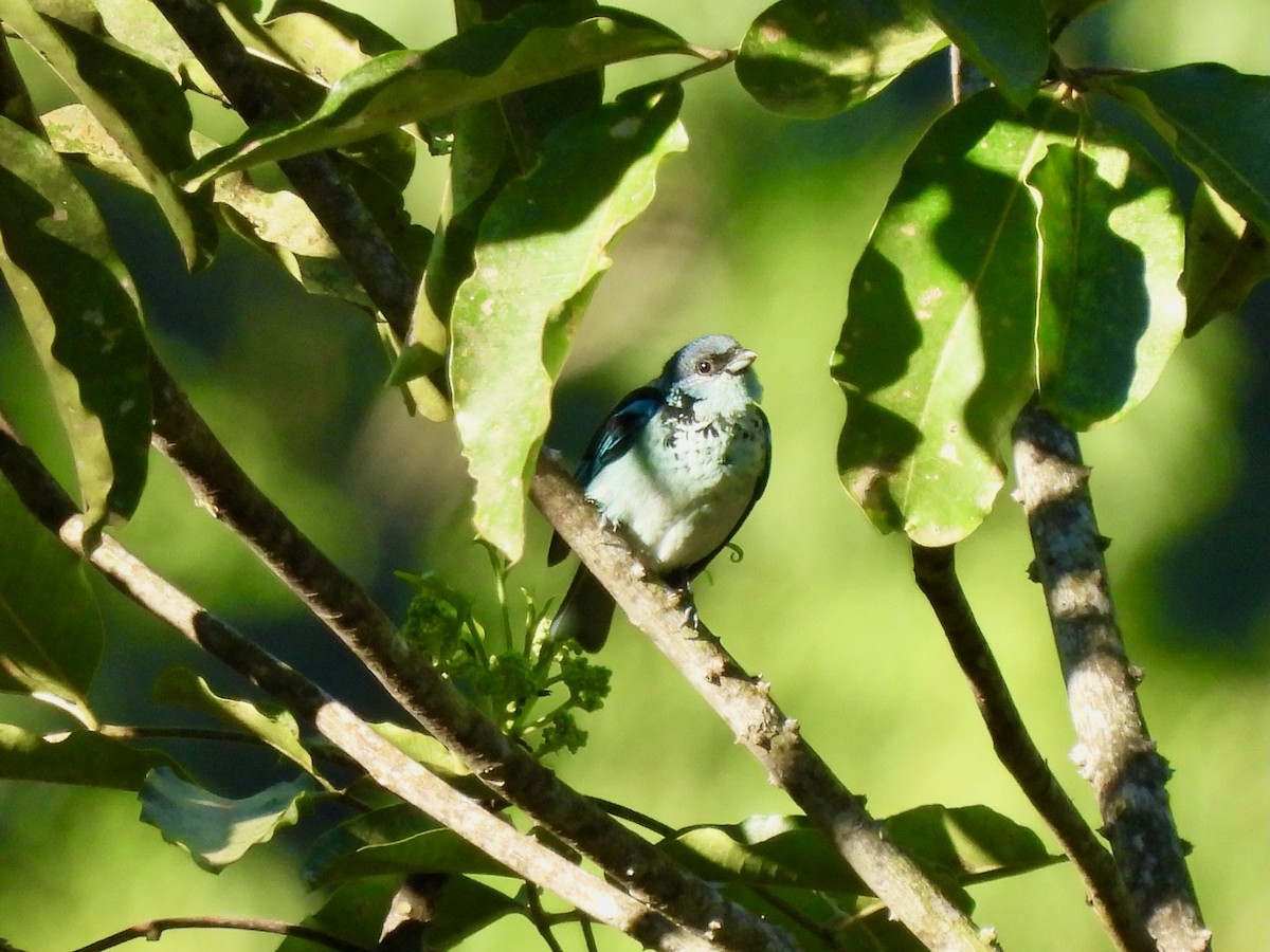 Azure-rumped Tanager - ML646001824