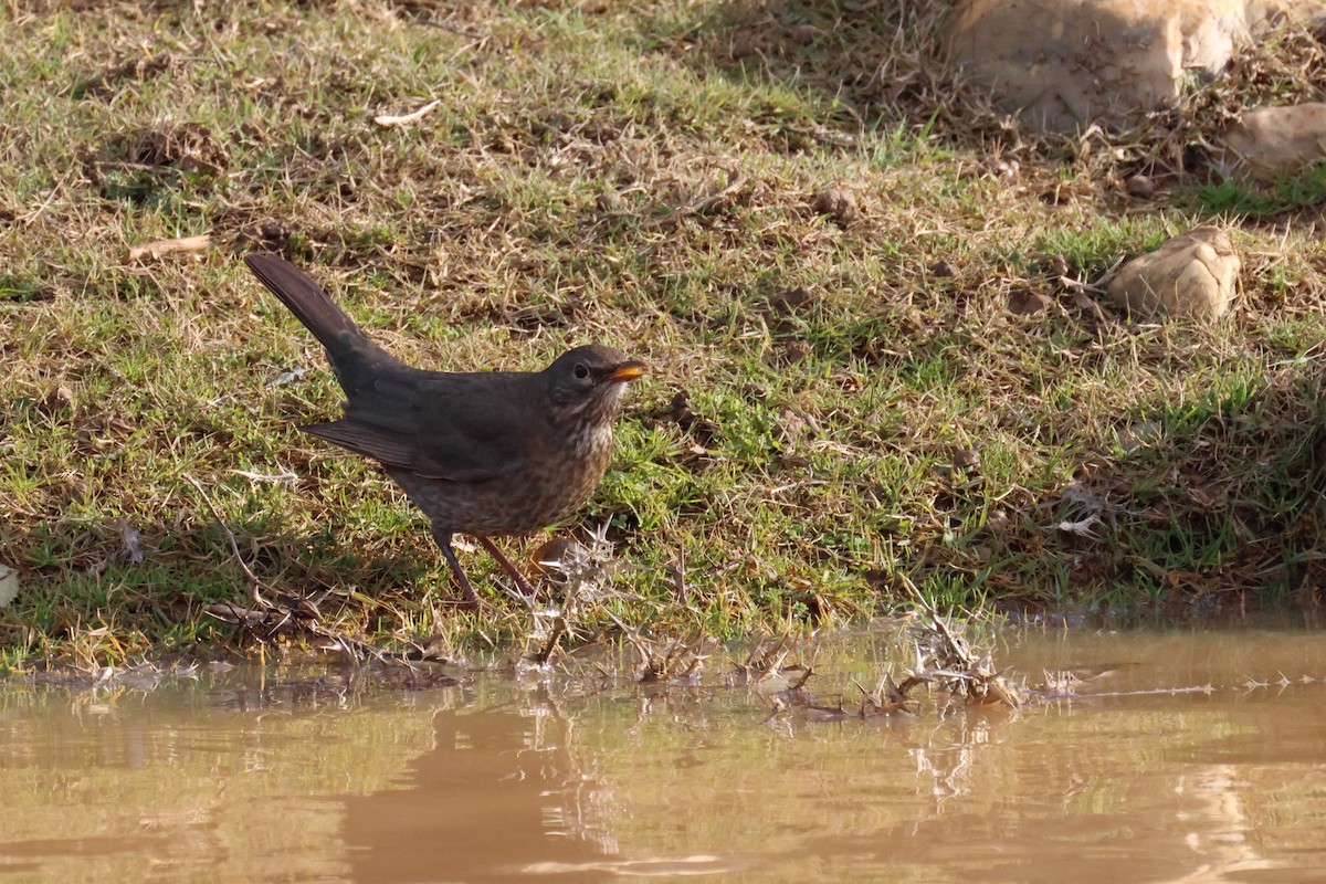 Eurasian Blackbird - ML646001826