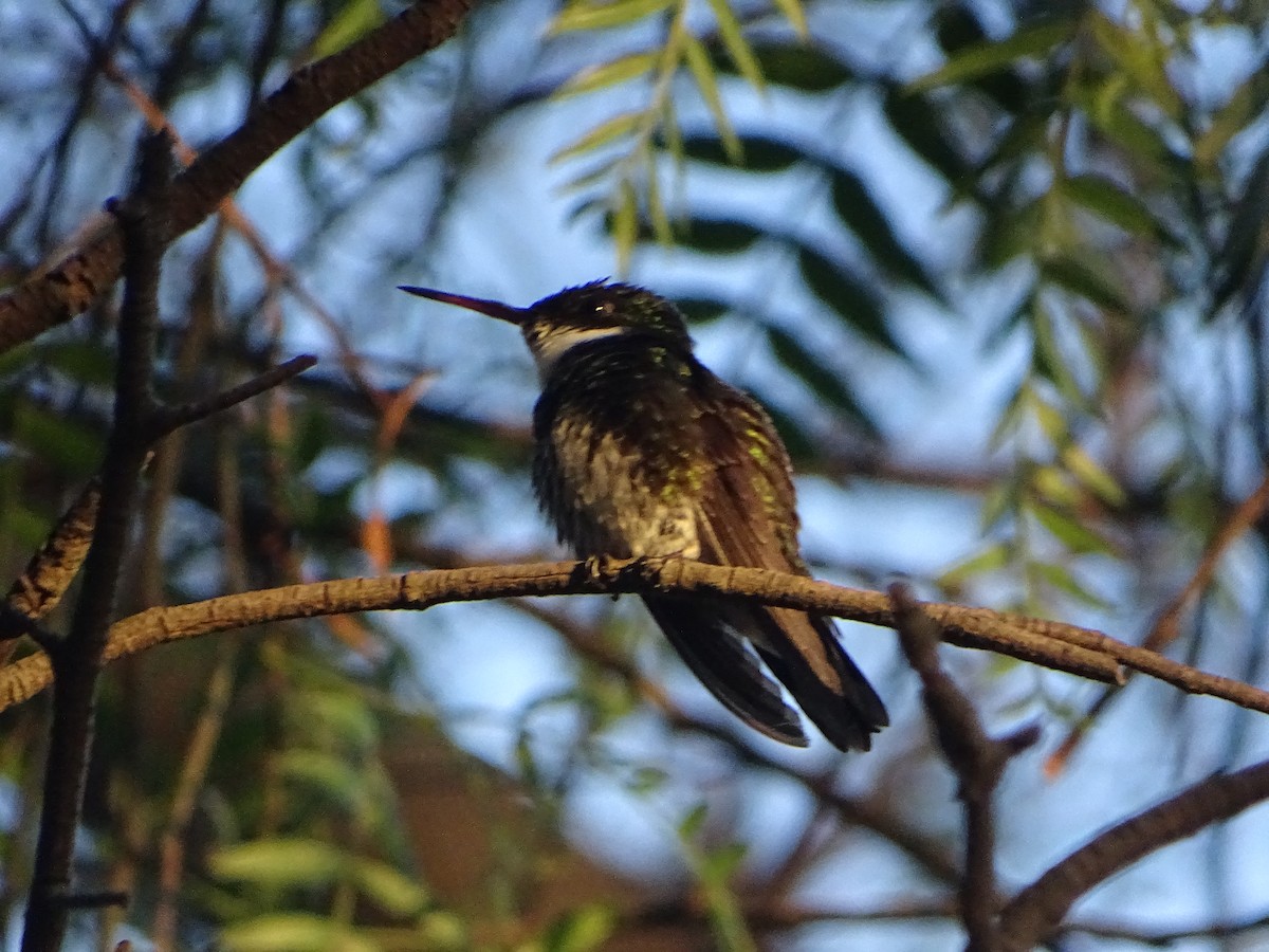 White-throated Hummingbird - ML646001829