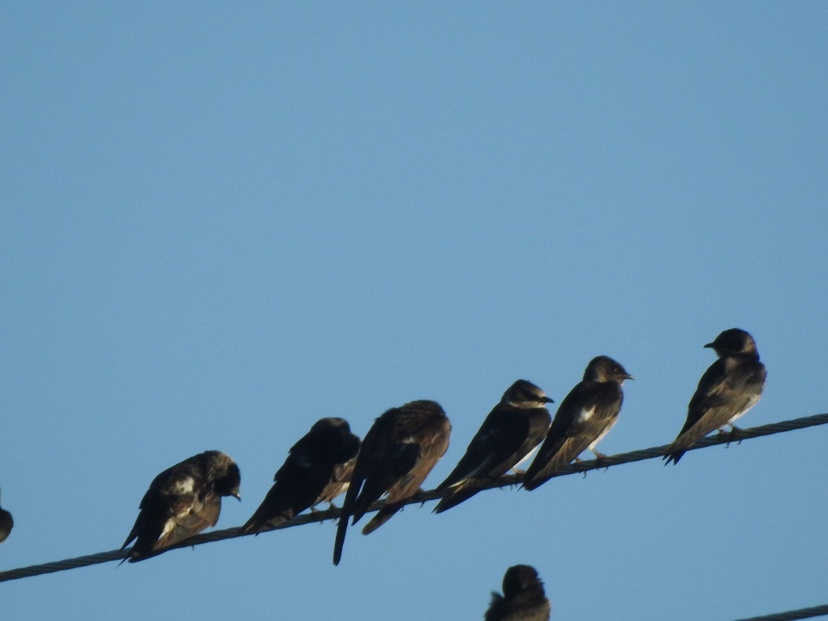 Elai purpura - ML646001830