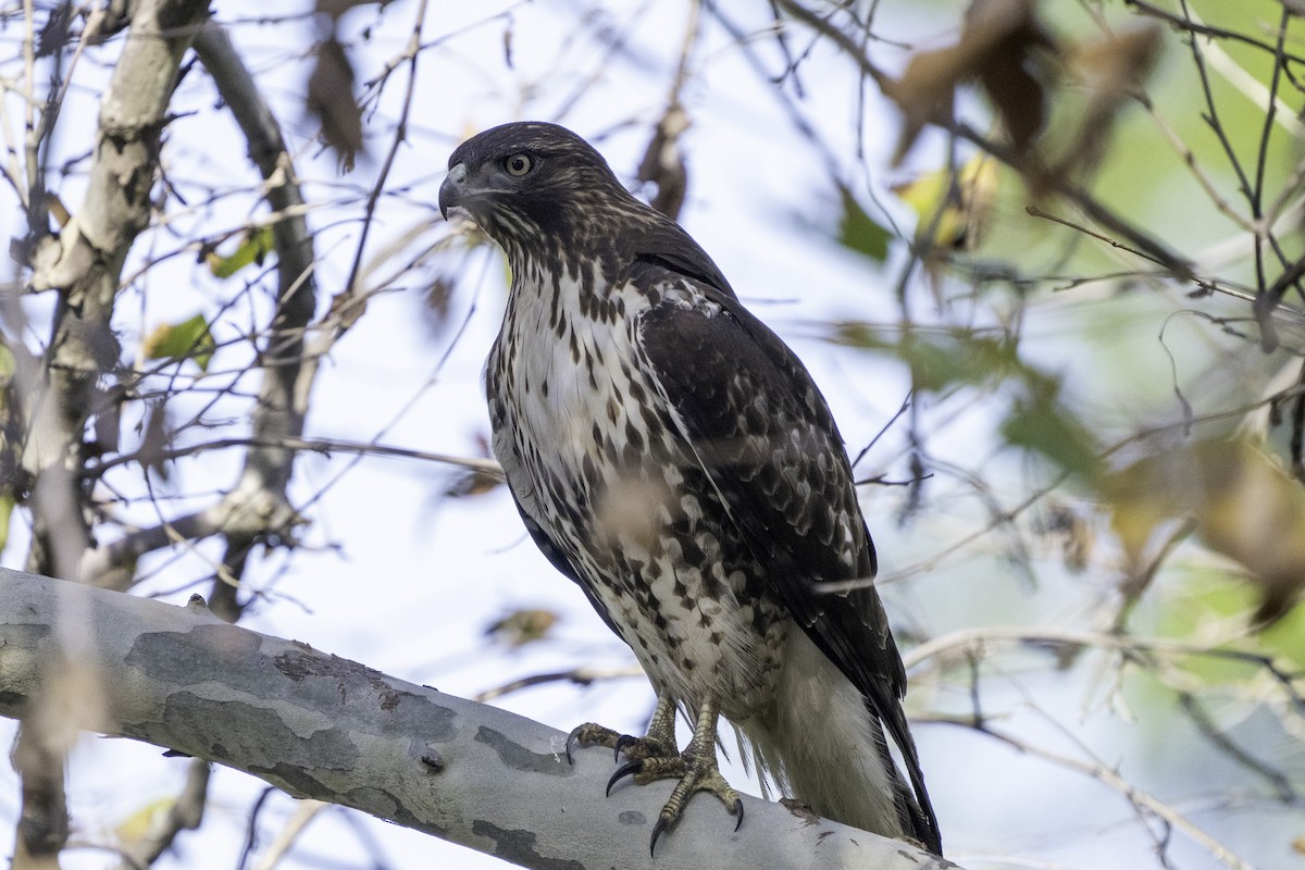 Red-tailed Hawk - ML646001837