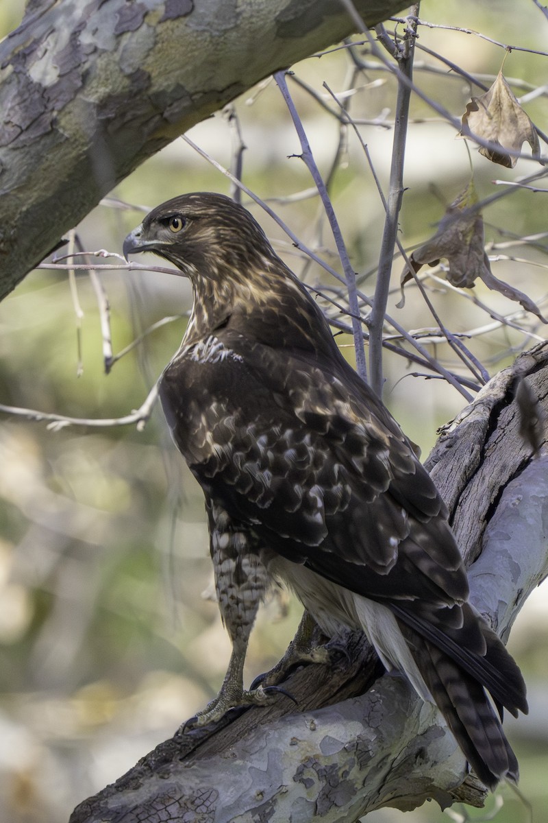 Red-tailed Hawk - ML646001838