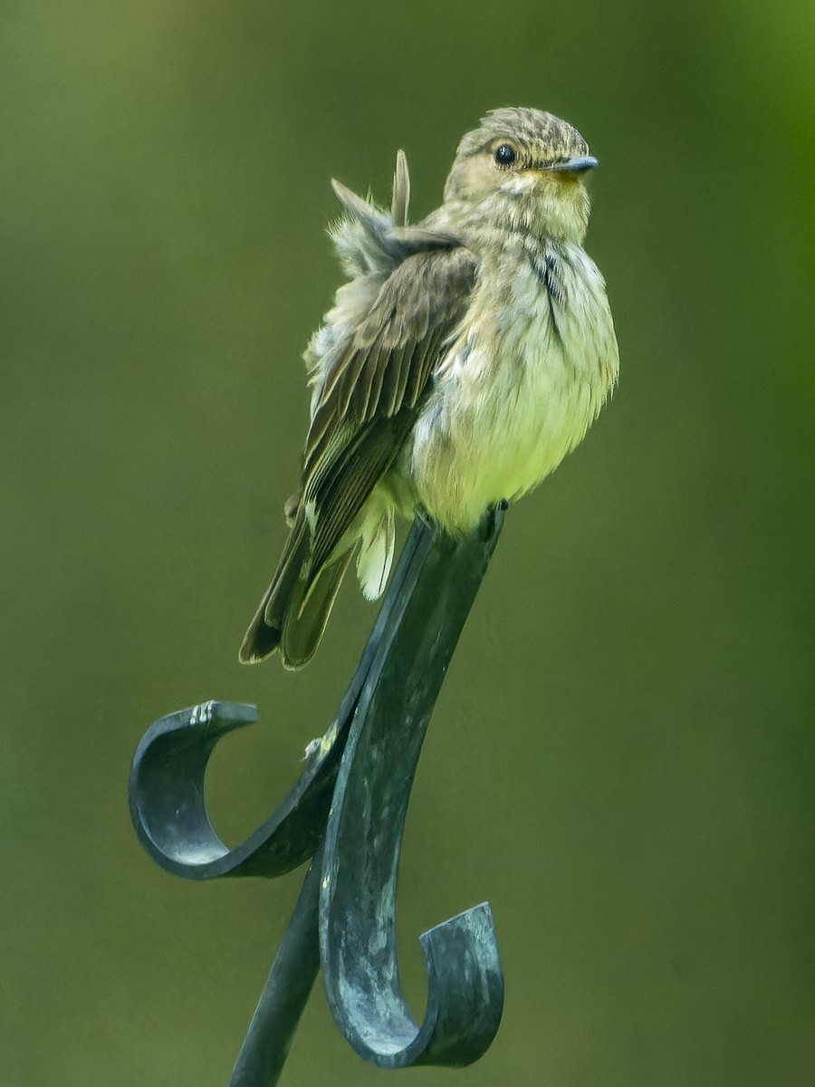 Spotted Flycatcher - ML646001845