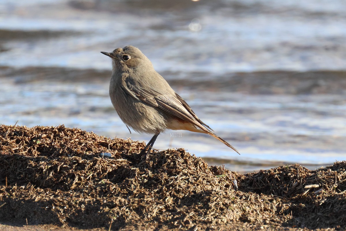 Black Redstart - ML646001862