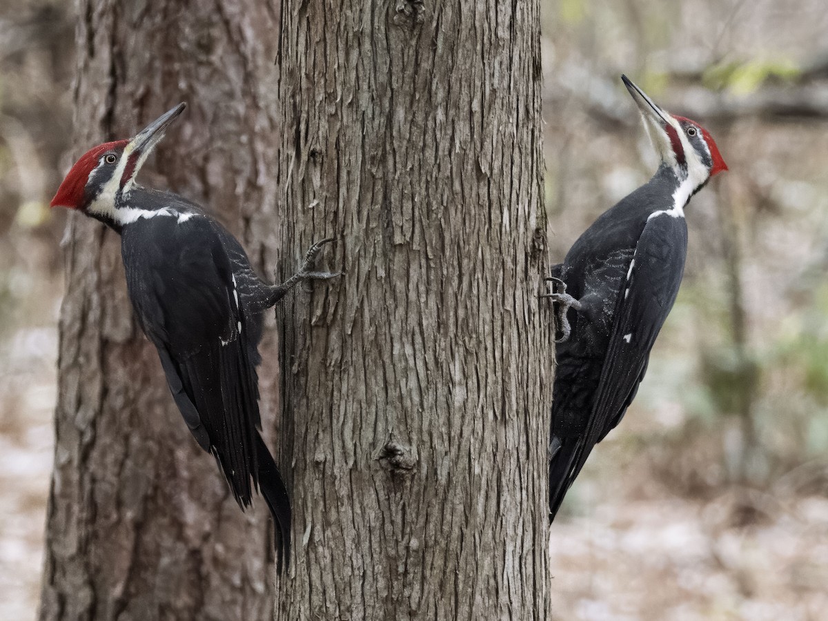 datel chocholatý - ML646001866