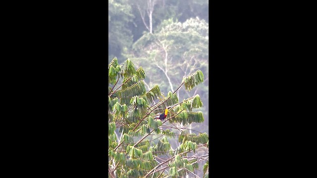 Channel-billed Toucan - ML646001880