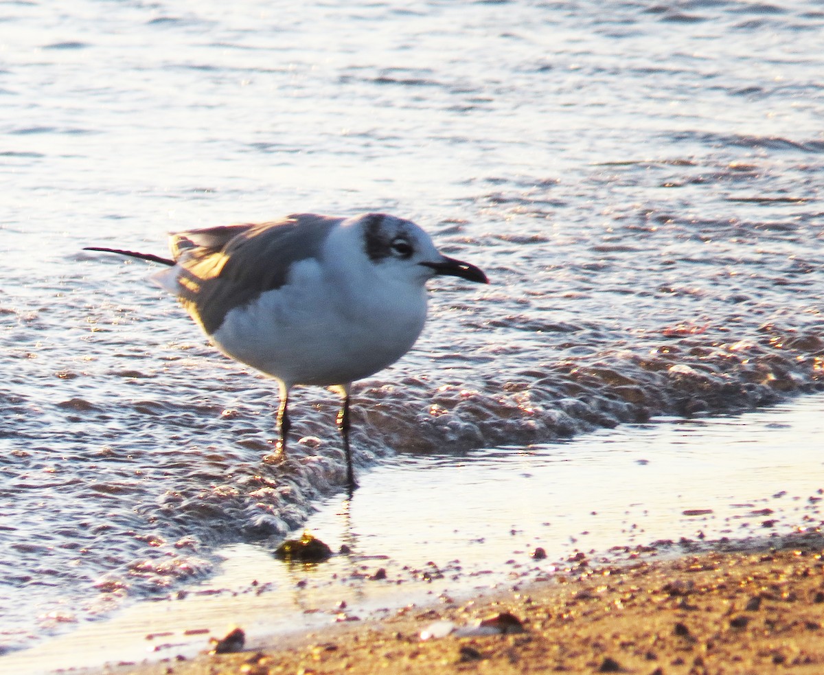 Ацтекская чайка - ML646001883