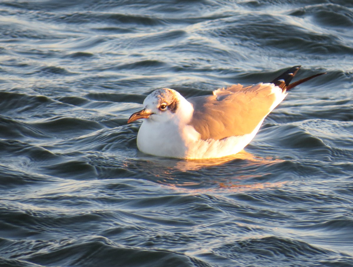 Ацтекская чайка - ML646001885